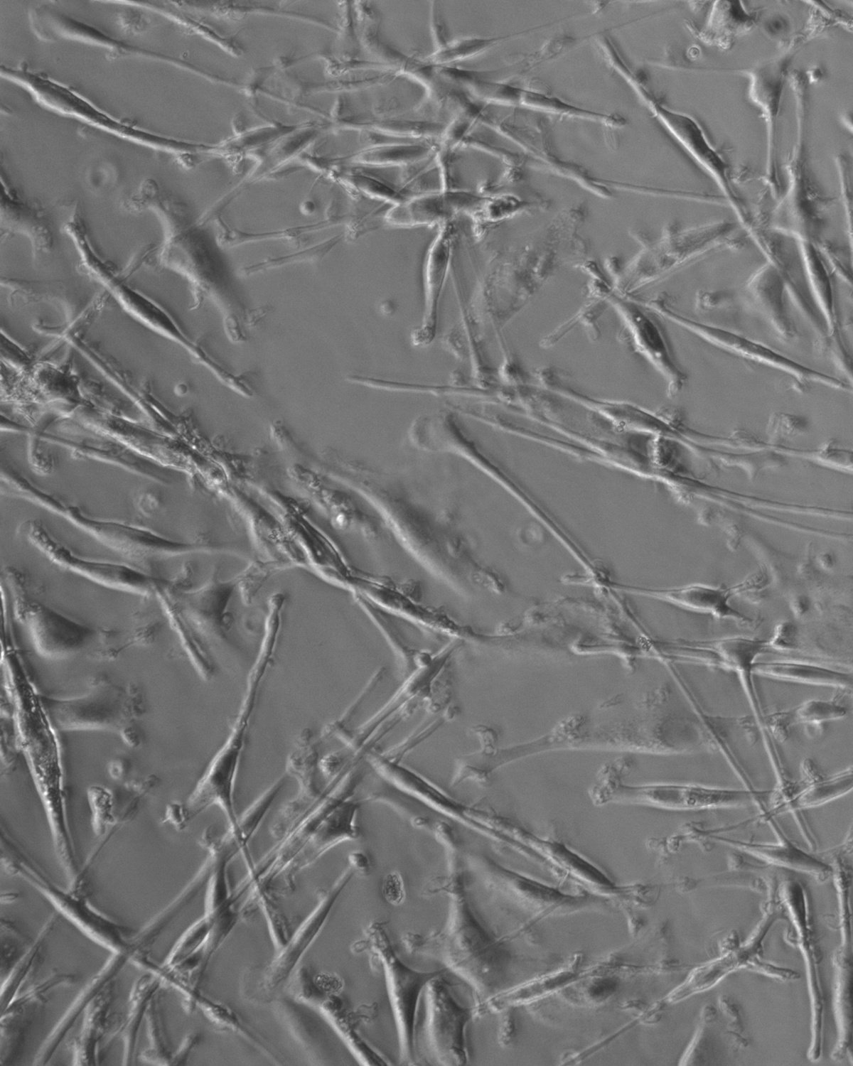 'Las Dos Hebras' by June Juno, personal, photography, documentary, art