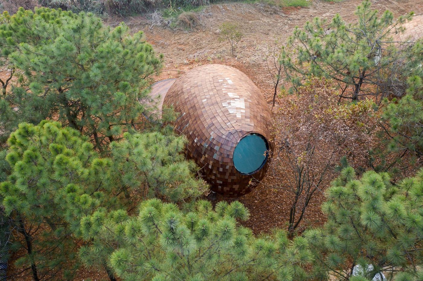 The Seeds Houses by ZJJZ Atelier — Aerial view of an ellipsoidal structure nestled among mature pine trees on a forest floor scattered with fallen leaves and debris.