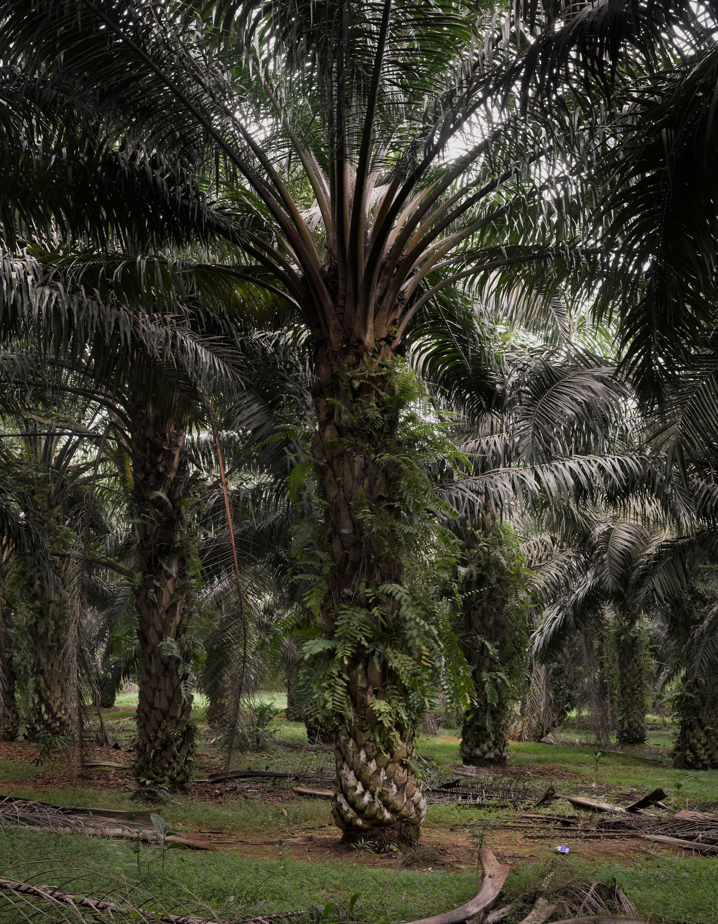 Selected works by Bas Princen, photography, nature, documentary, travel, urban