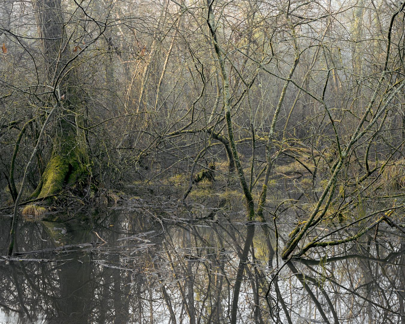 The Floods by Joseph Wright, forest, documentary, landscape, photography, nature