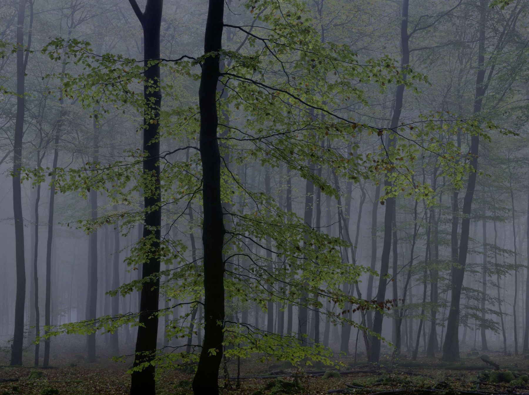 WALD by Michael Lange, forest, documentary, photography, nature