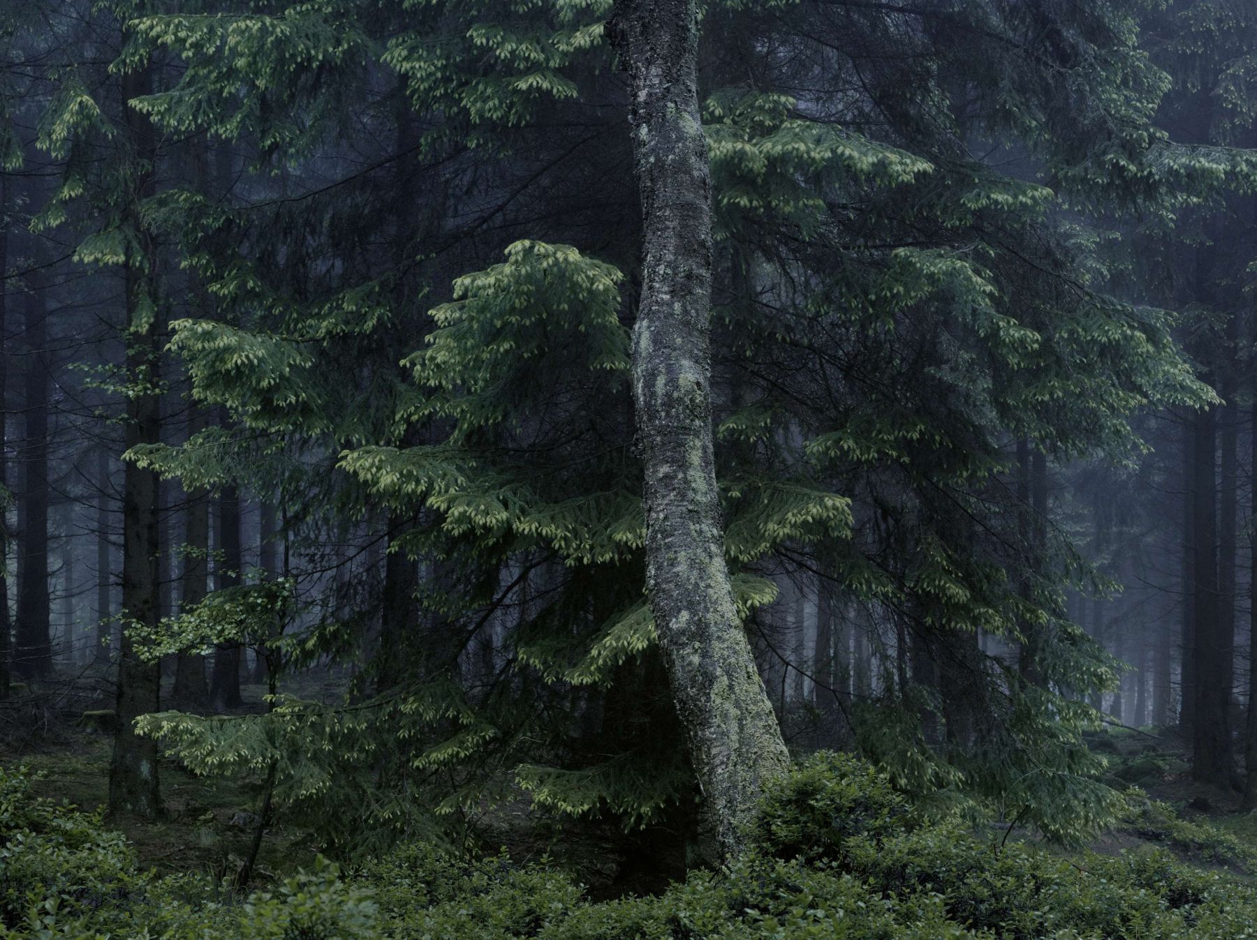 WALD by Michael Lange, forest, documentary, photography, nature
