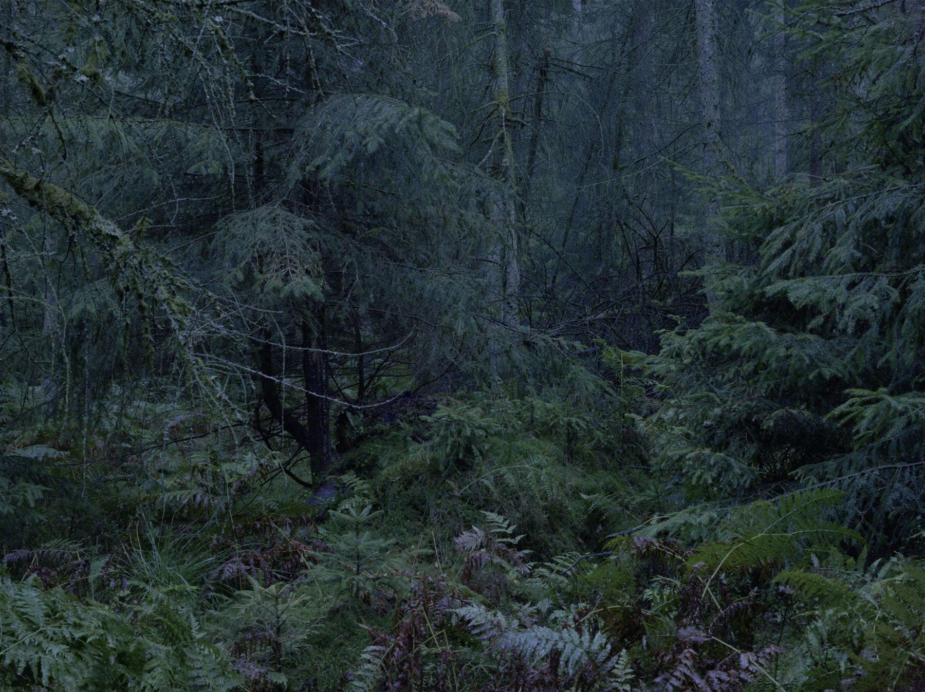 WALD by Michael Lange, forest, documentary, photography, nature