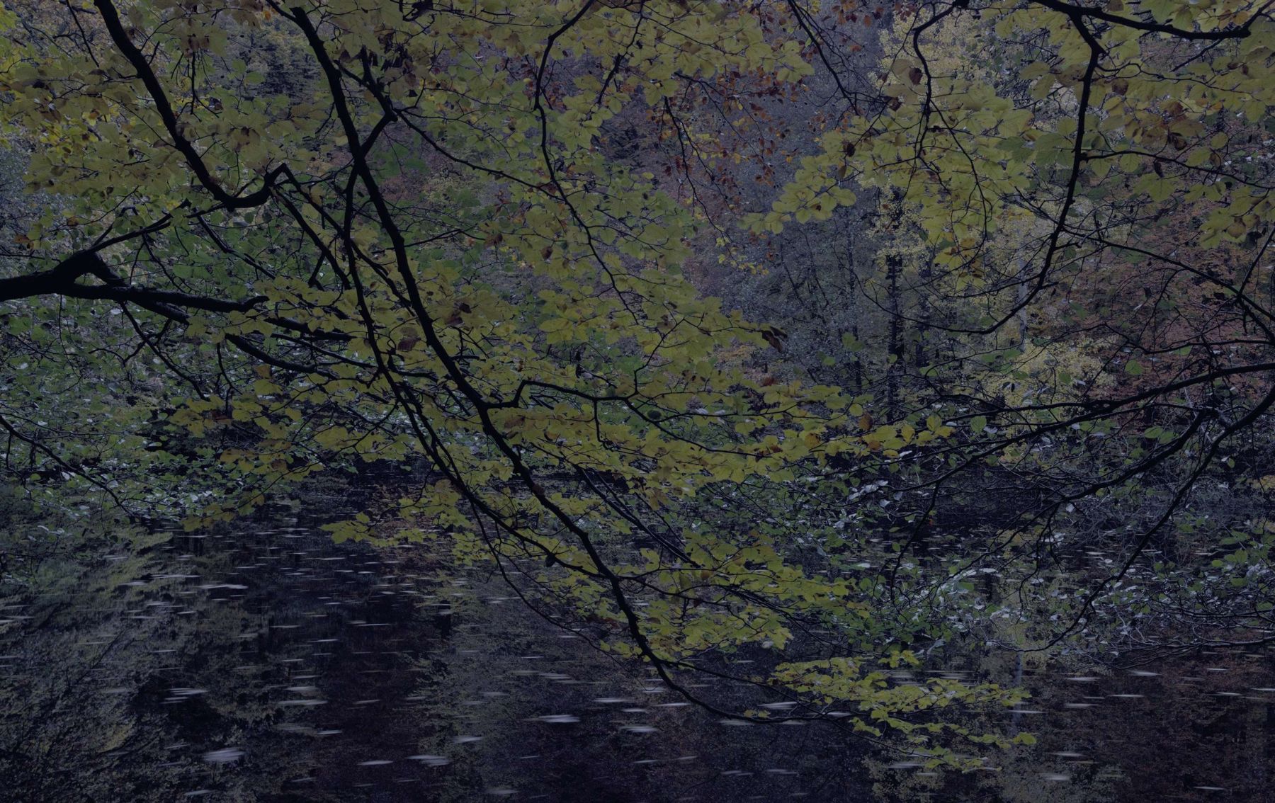 WALD by Michael Lange, forest, documentary, photography, nature