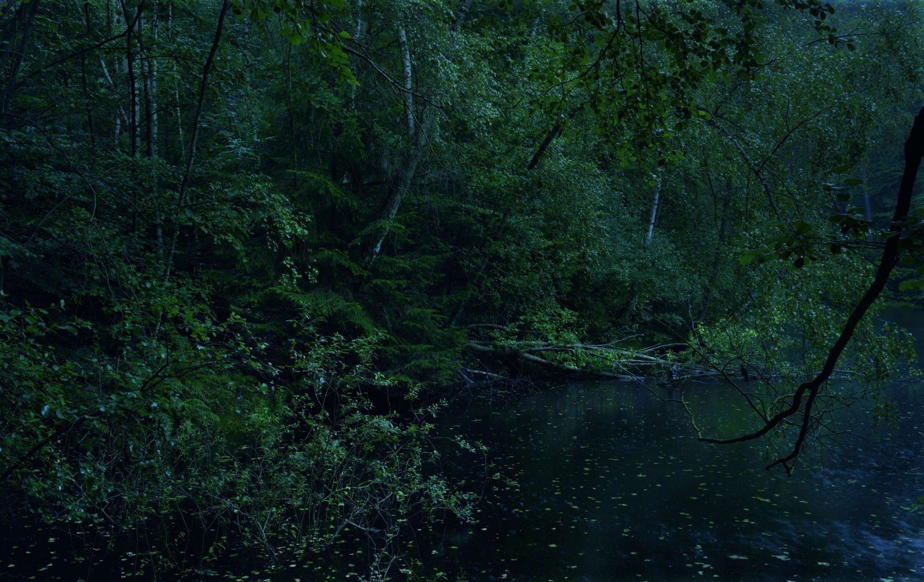 WALD by Michael Lange, forest, documentary, photography, nature