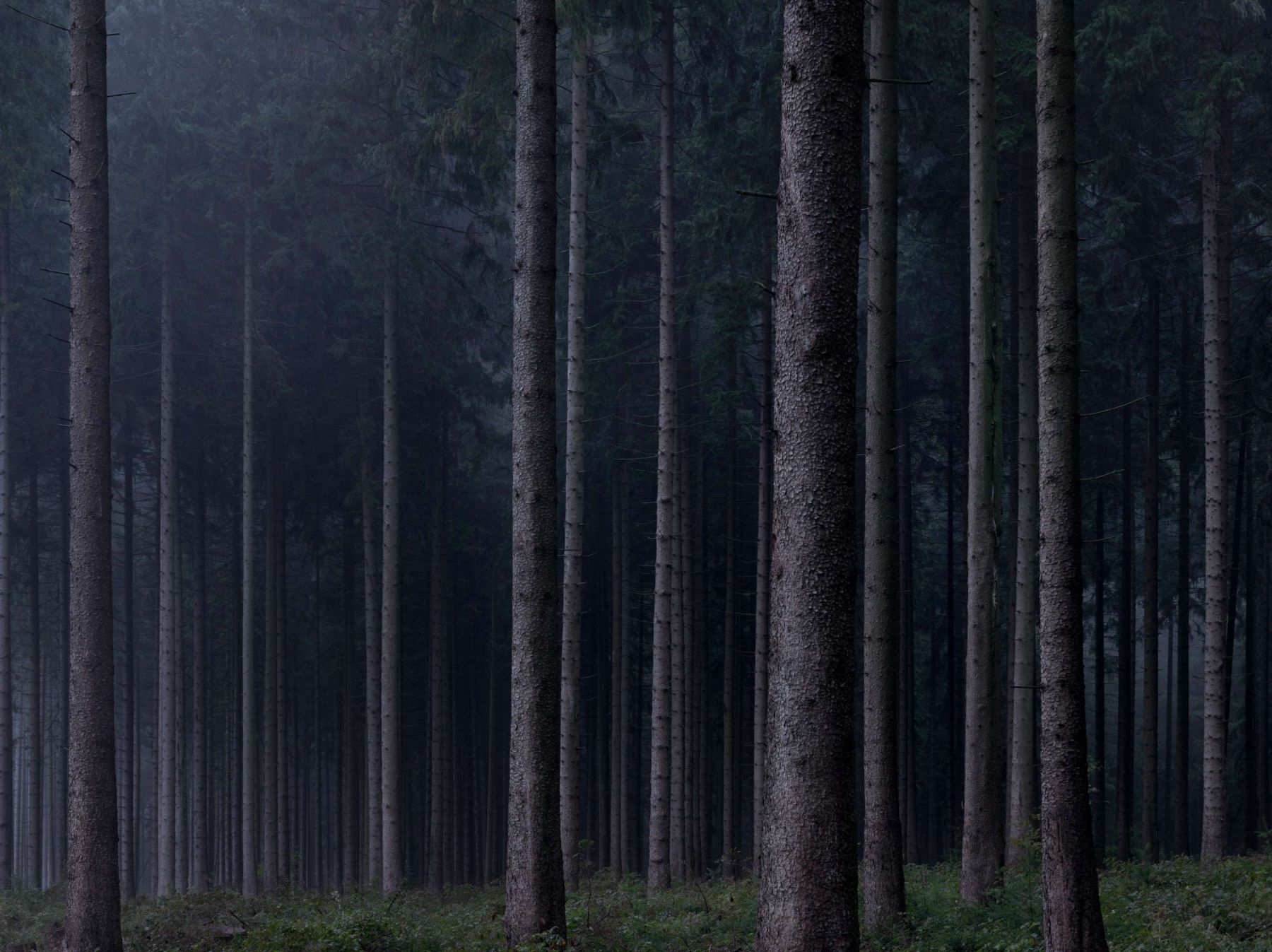 WALD by Michael Lange, forest, documentary, photography, nature