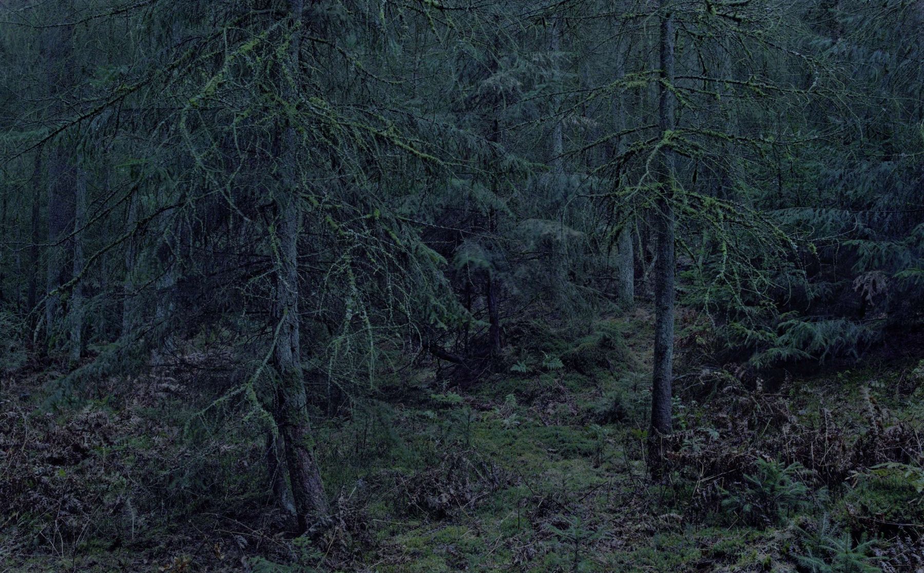 WALD by Michael Lange, forest, documentary, photography, nature