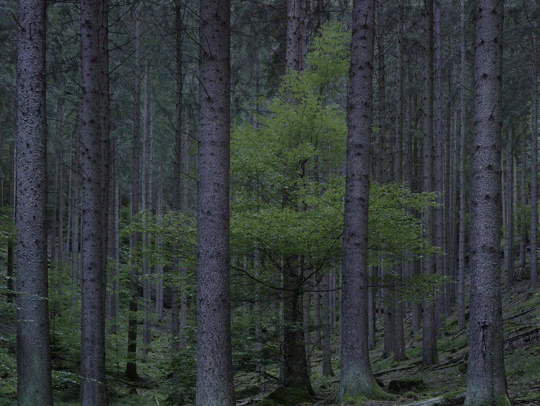 WALD by Michael Lange, forest, documentary, photography, nature