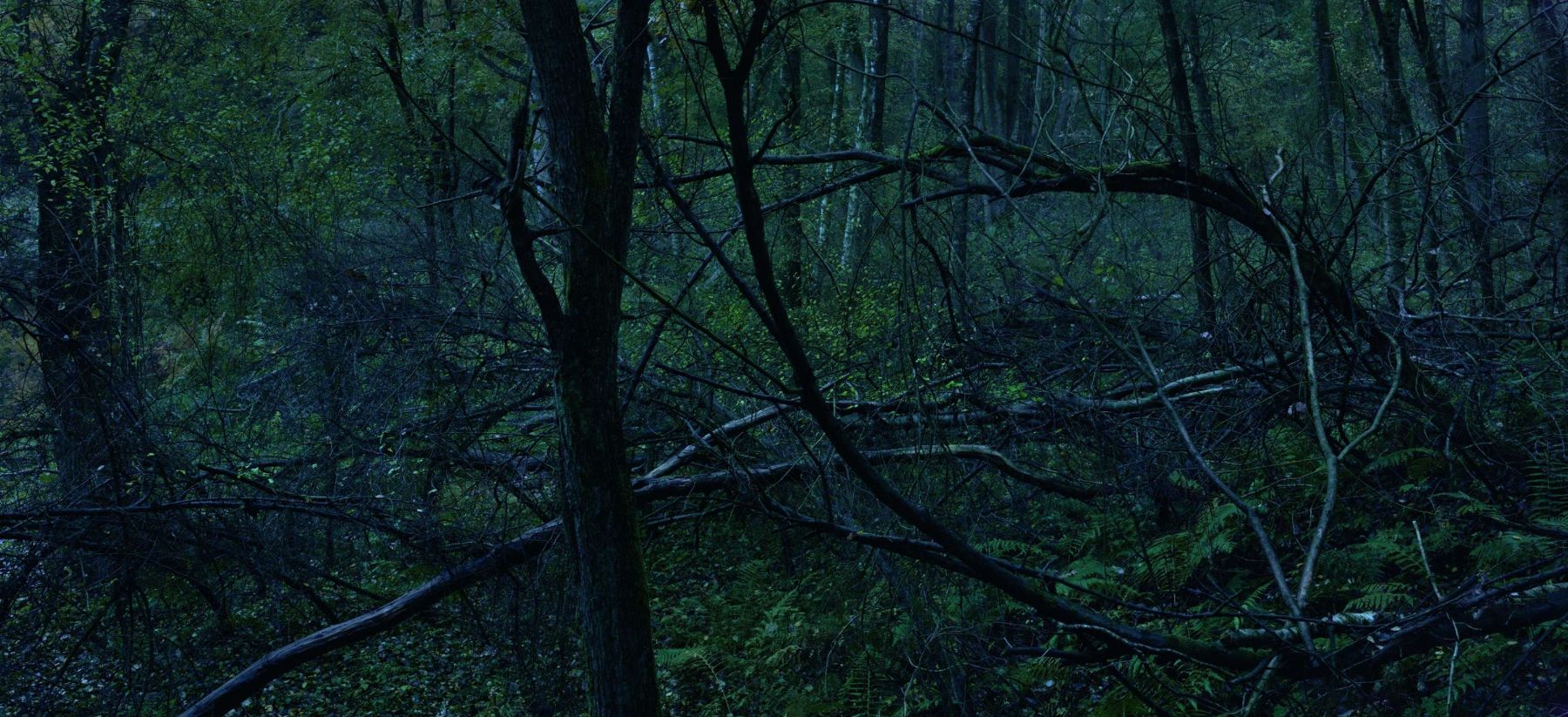 WALD by Michael Lange, forest, documentary, photography, nature