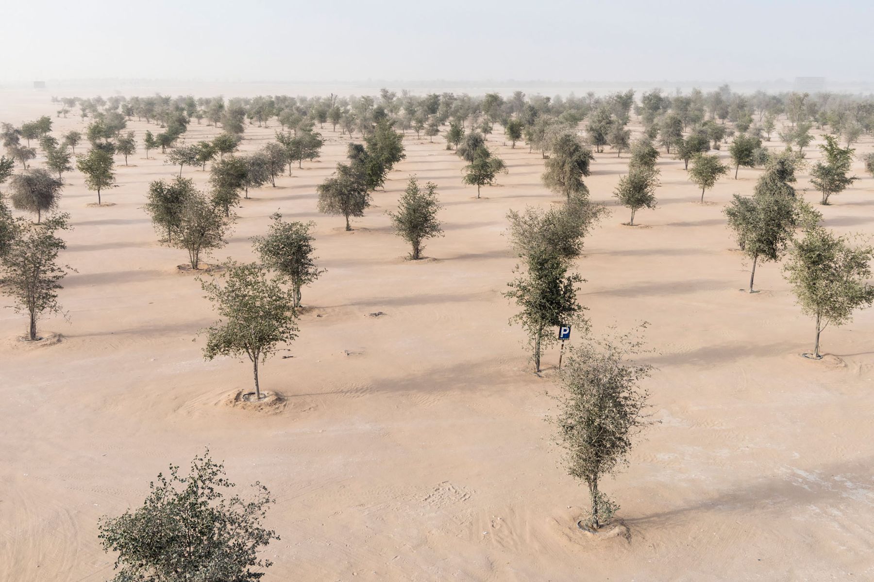 Garden of Delight by Nick Hannes — Young trees planted in rigid grid formation across flat desert terrain, each emerging from circular soil mounds on pale sand.