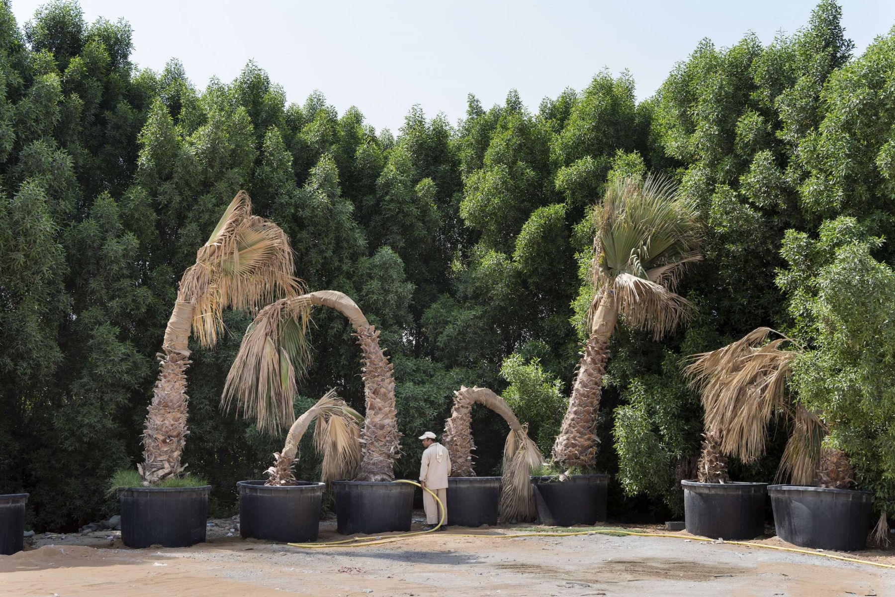 Garden of Delight by Nick Hannes — Six potted palm trees in massive black nursery containers stand in rigid formation against a dense green hedge backdrop.