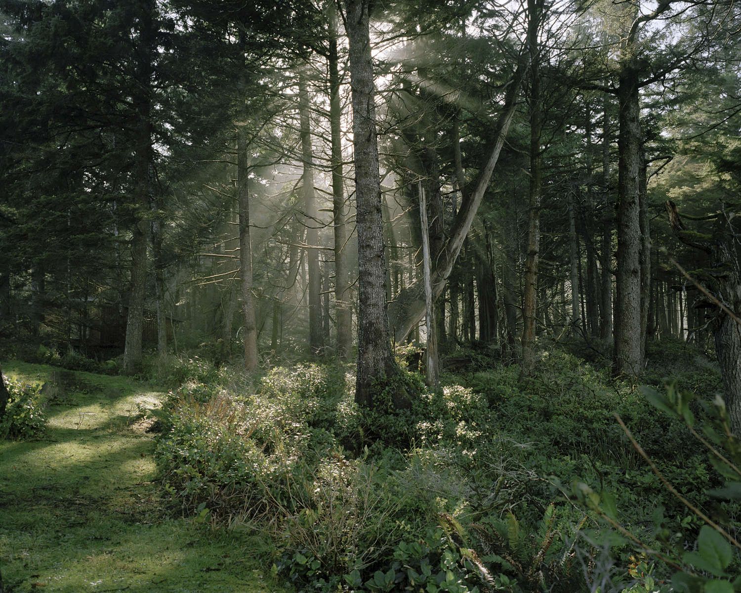 Sylvania by Anna Beeke, nature, forest, landscape, photography