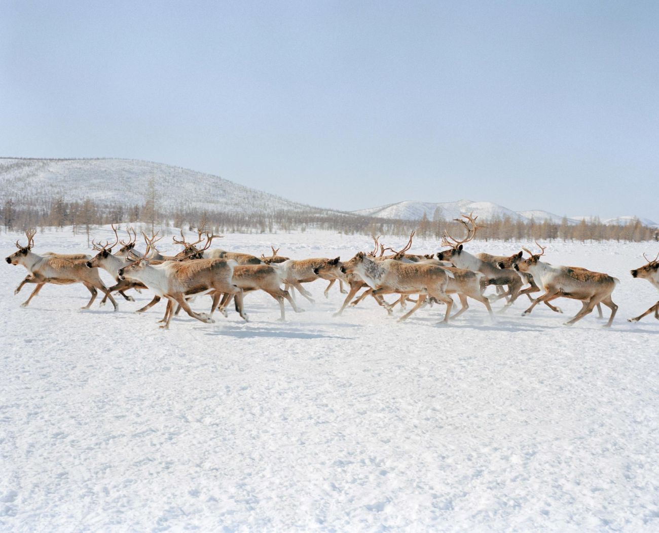Sacha by Alexis Pazoumian — A herd of reindeer moves across a frozen landscape in Yakutia, their tan and brown coats contrasting against expansive white snow.