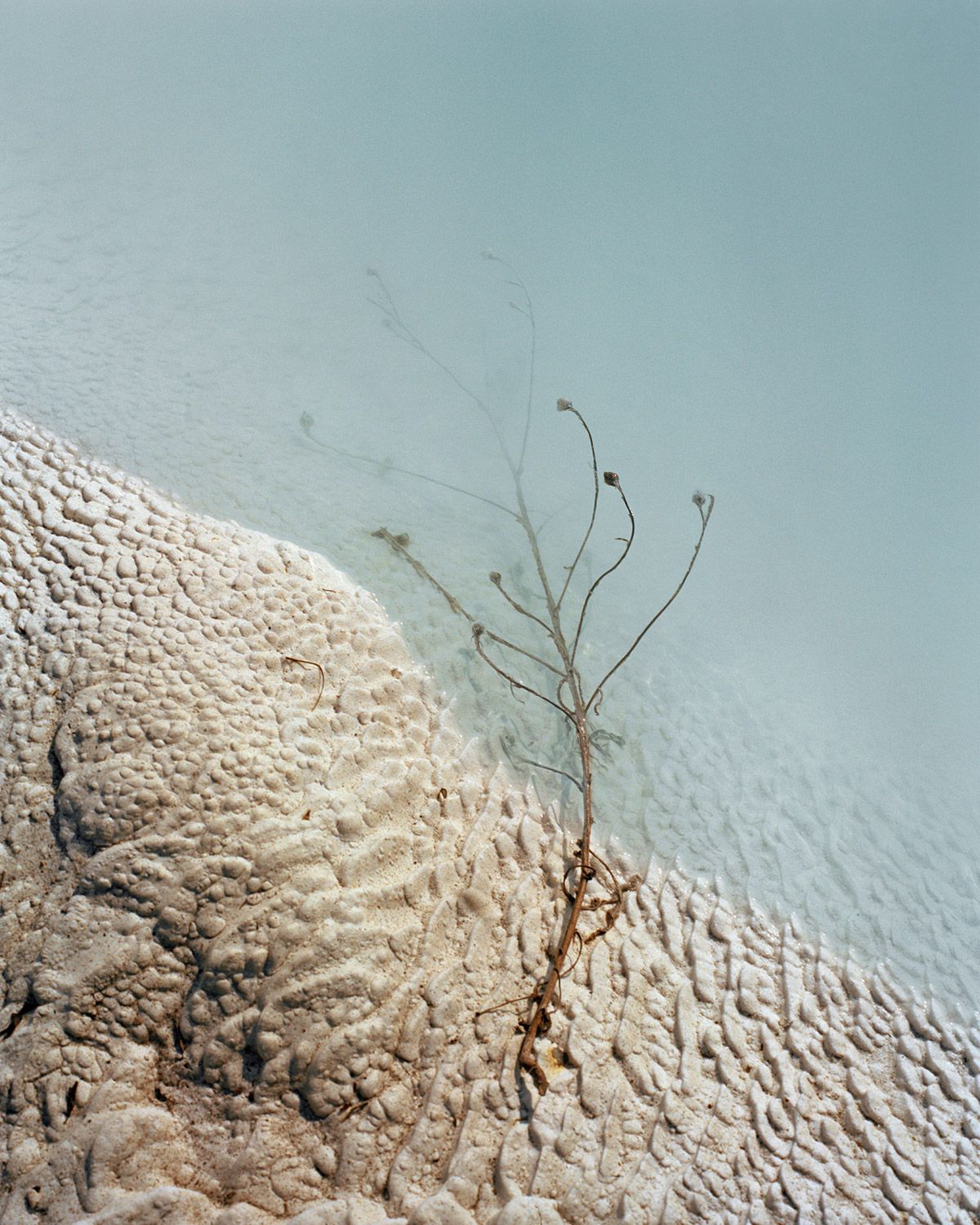 Along the Swift Current of Time by Teodora Georgieva — A skeletal plant specimen with branching stems and small terminal buds emerges from a textured white mineral deposit.