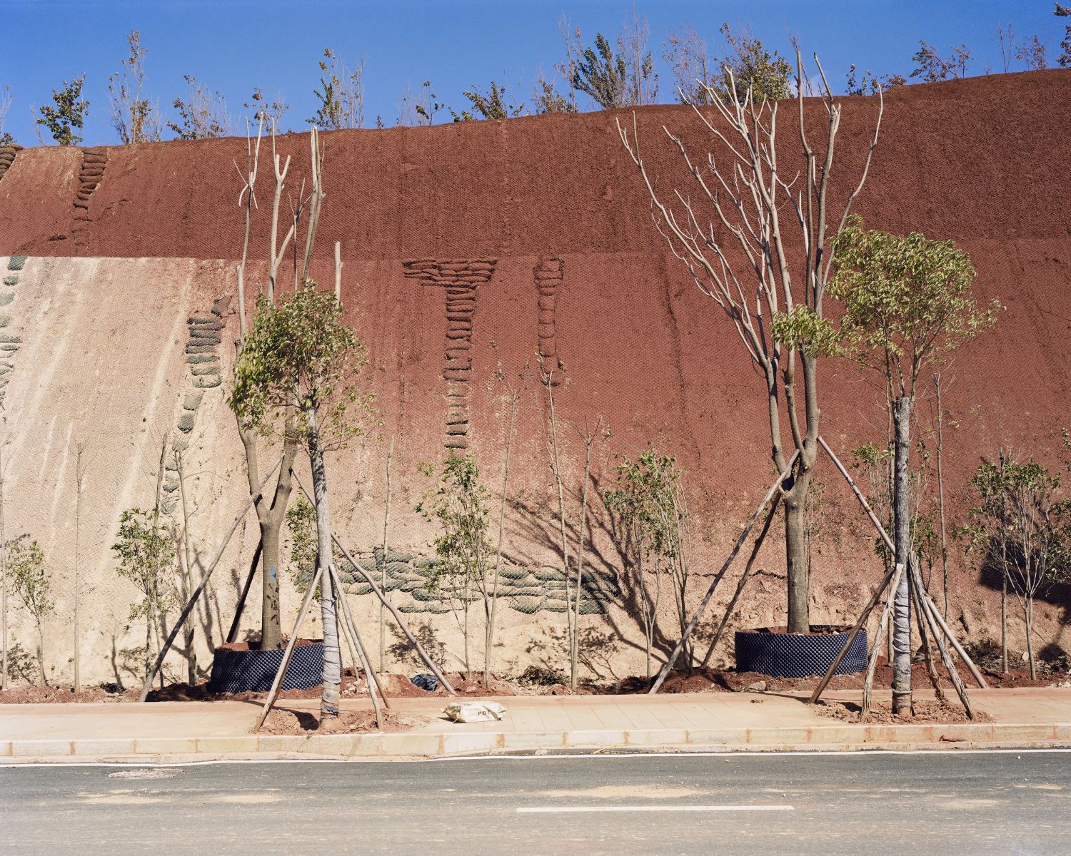 Forest by Yan Wang Preston — Newly planted saplings with exposed timber supports occupy engineered planting beds set against a monumental rammed-earth retaining wall beneath a concrete...