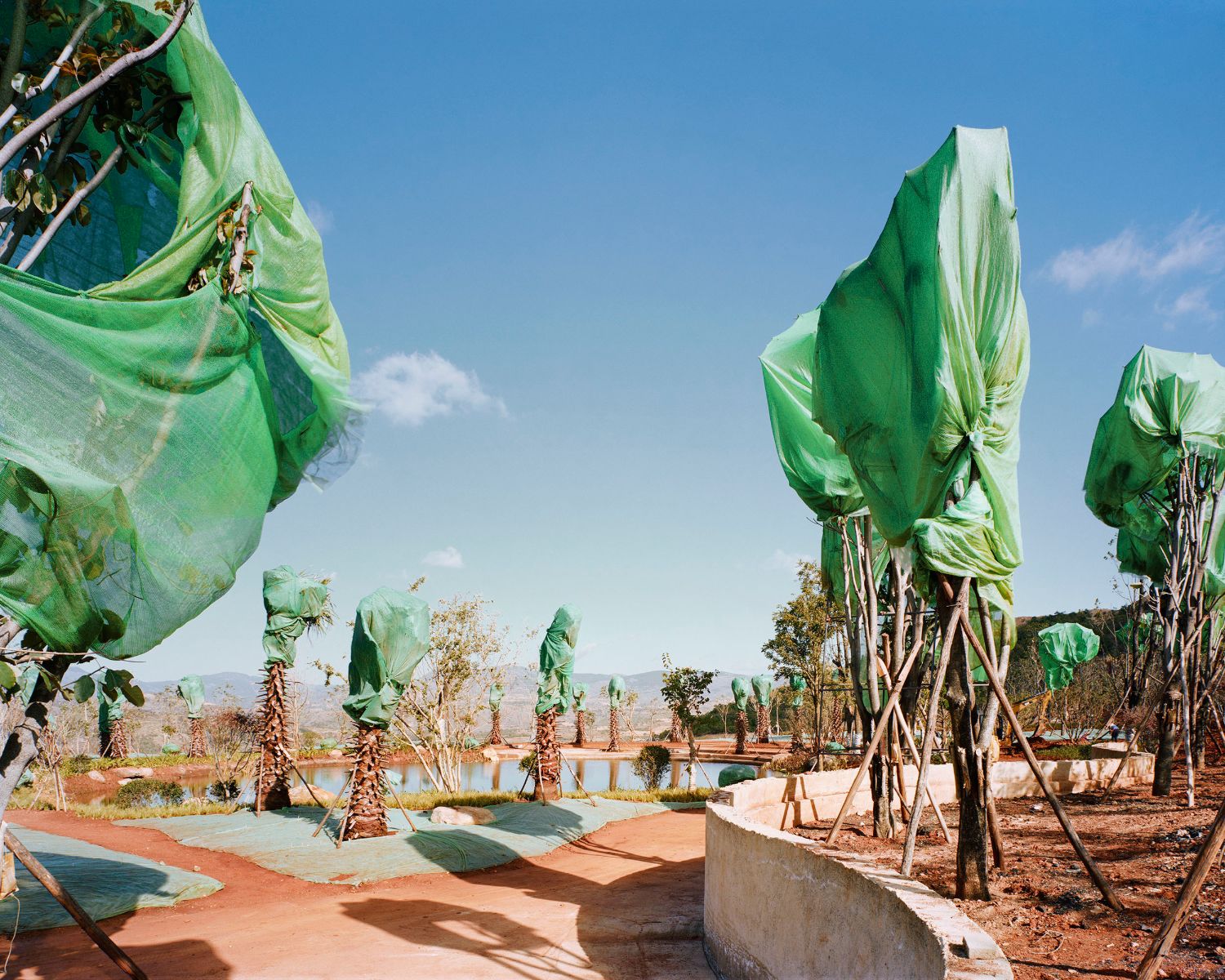 Forest by Yan Wang Preston — Banana plants with protective green mesh wrapping dominate the foreground of this managed agricultural landscape in Chongqing.