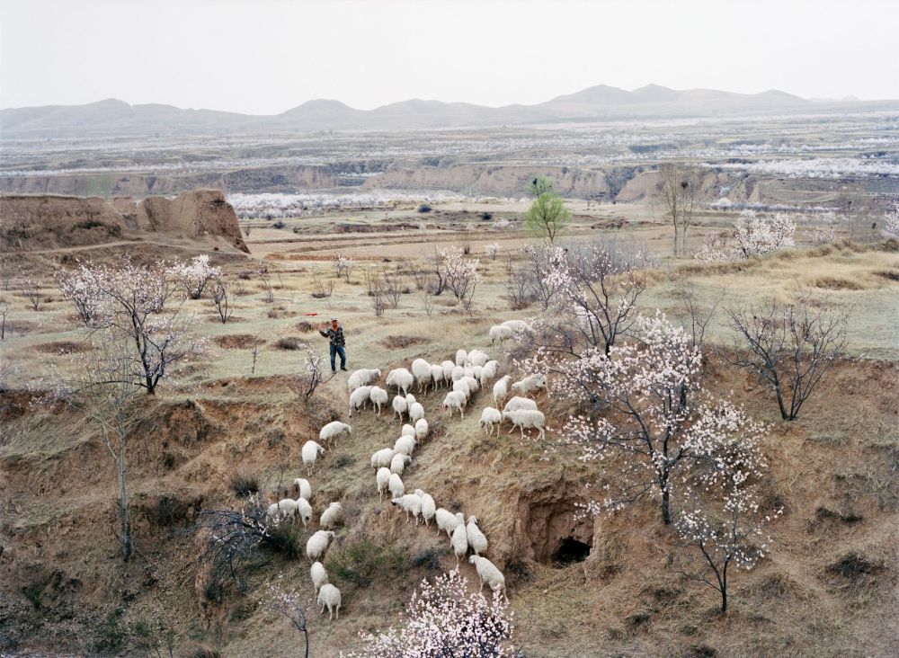 Watering My Horse by Xiaoxiao Xu — A shepherd tends a flock of white sheep grazing across terraced hillside terrain adjacent to Ming dynasty stone fortifications.