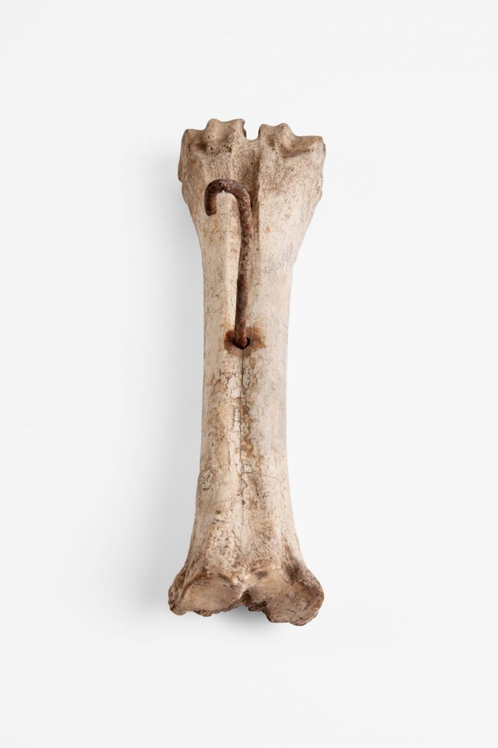 Watering My Horse by Xiaoxiao Xu — A fragmentary bone, likely animal remains from archaeological context, photographed frontally against white ground.