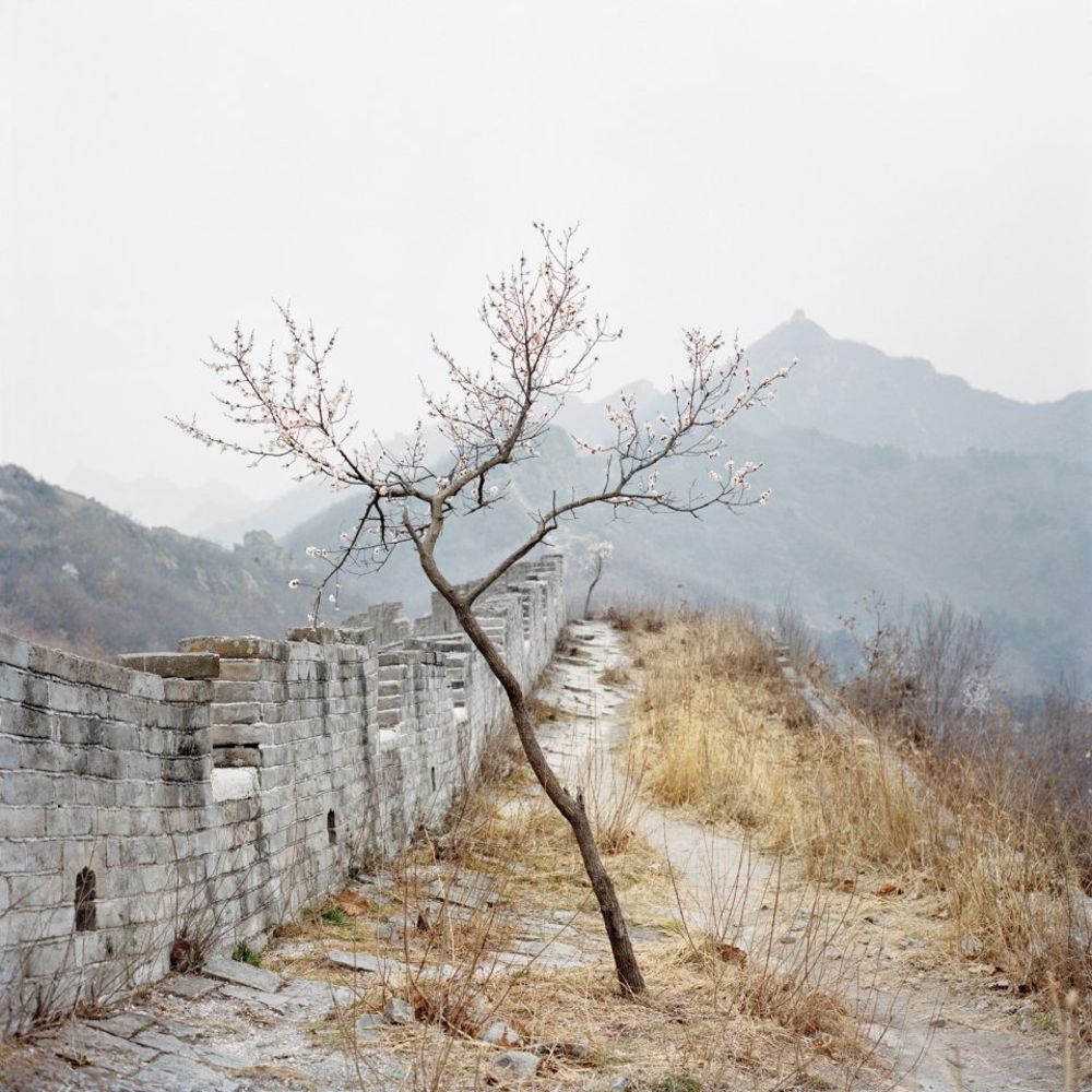 Watering My Horse by Xiaoxiao Xu — A solitary deciduous tree with sparse pink blossoms stands at the edge of Ming dynasty stone masonry along the Great Wall.