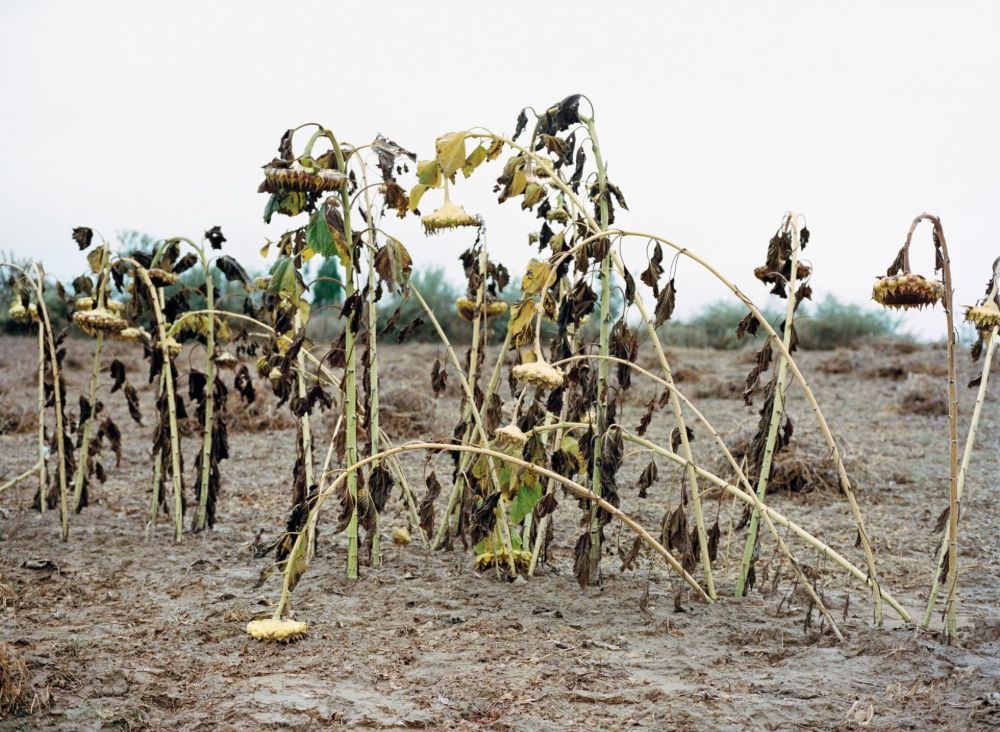 Watering My Horse by Xiaoxiao Xu — Withered sunflower stalks dominate the foreground of this arid landscape, their seed heads drooping and darkened, leaves yellowed and curled.