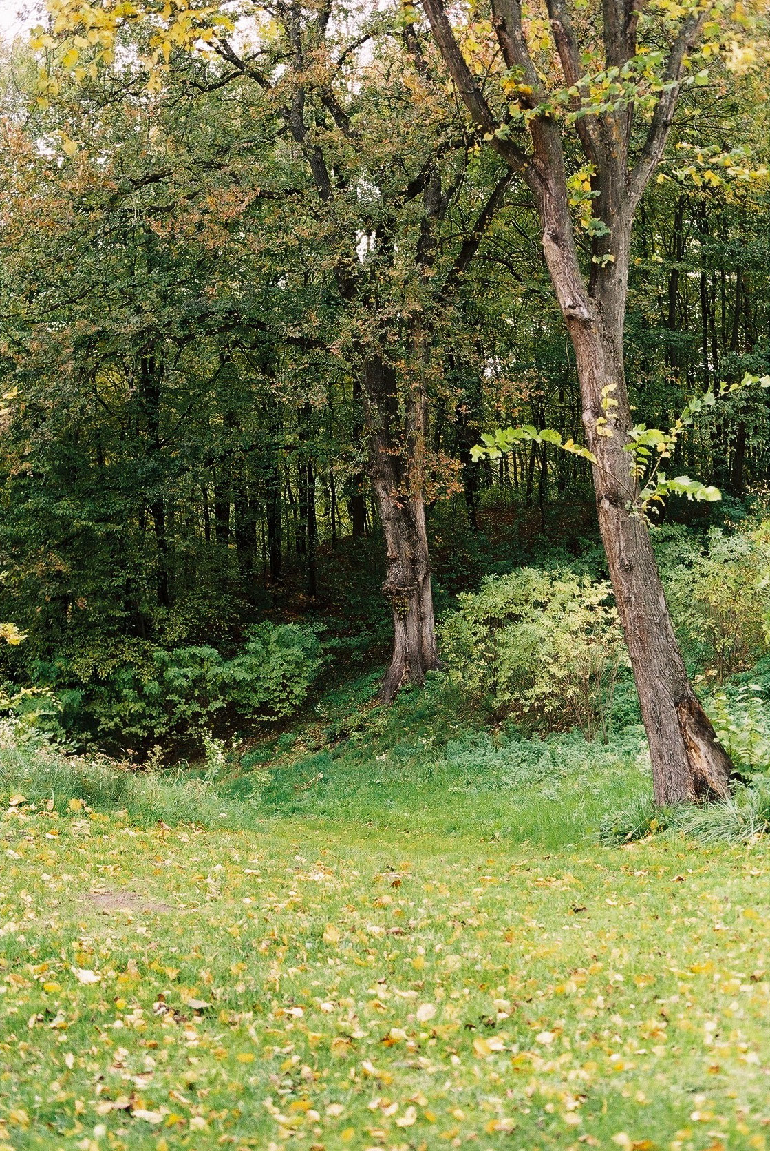 Wygnanowice House Over Crystal Clear Springs captured by Thisispaper Studio — A grassed clearing at the edge of a deciduous forest in early autumn, with scattered fallen leaves dotting the lawn.