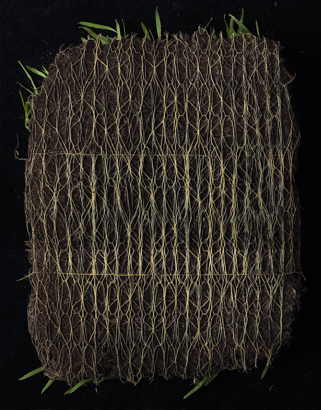 Rootbound by Diana Scherer, organic, design, craft, nature, biodesign