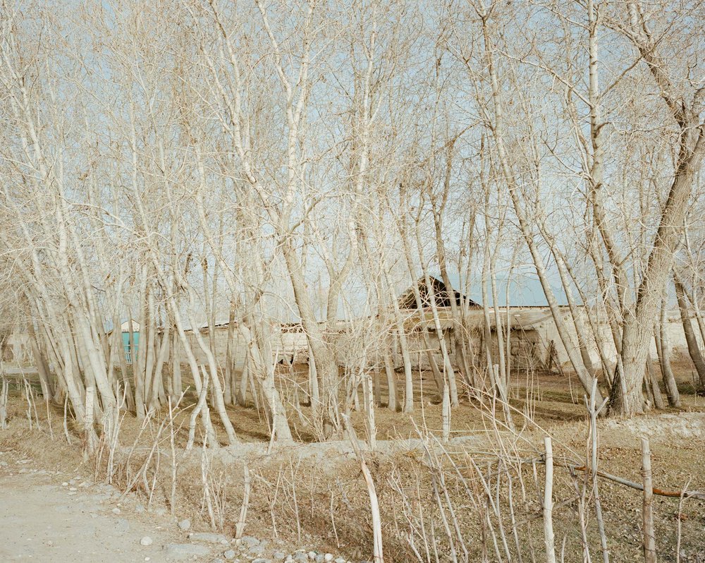 Horsehead Nebula by Matthieu Litt — A poplar plantation frames domestic structures and agricultural infrastructure in a Central Asian landscape.