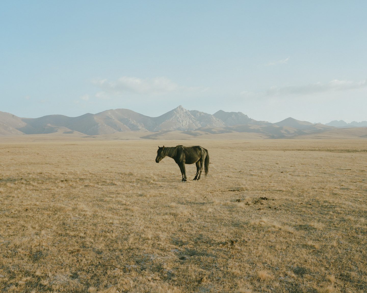 Horsehead Nebula by Matthieu Litt — A single dark horse stands in vast, sparsely vegetated steppe under clear sky.