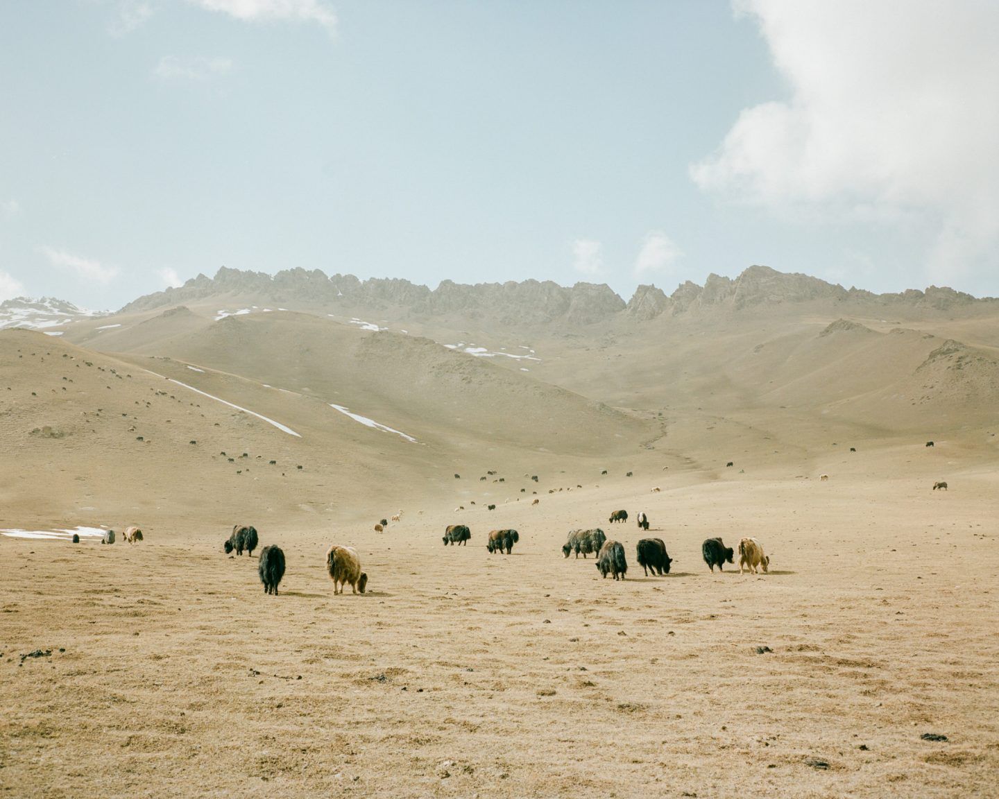 Horsehead Nebula by Matthieu Litt — A high-altitude pastoral landscape in Central Asia features a scattered herd of yaks grazing across arid, sandy terrain.