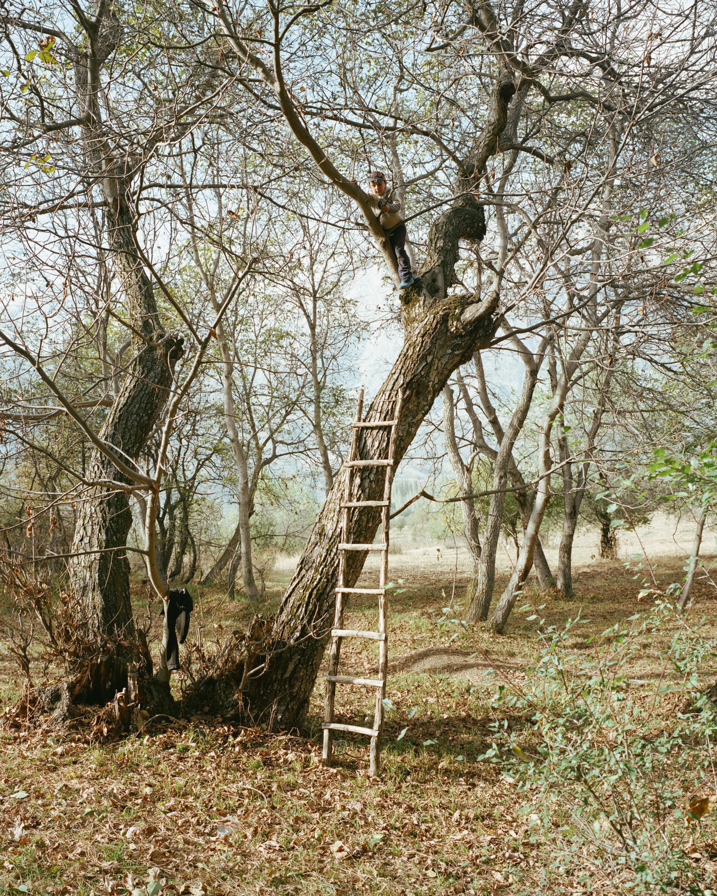 Horsehead Nebula by Matthieu Litt — A wooden ladder leans against a massive, gnarled tree trunk in a sparse woodland landscape.