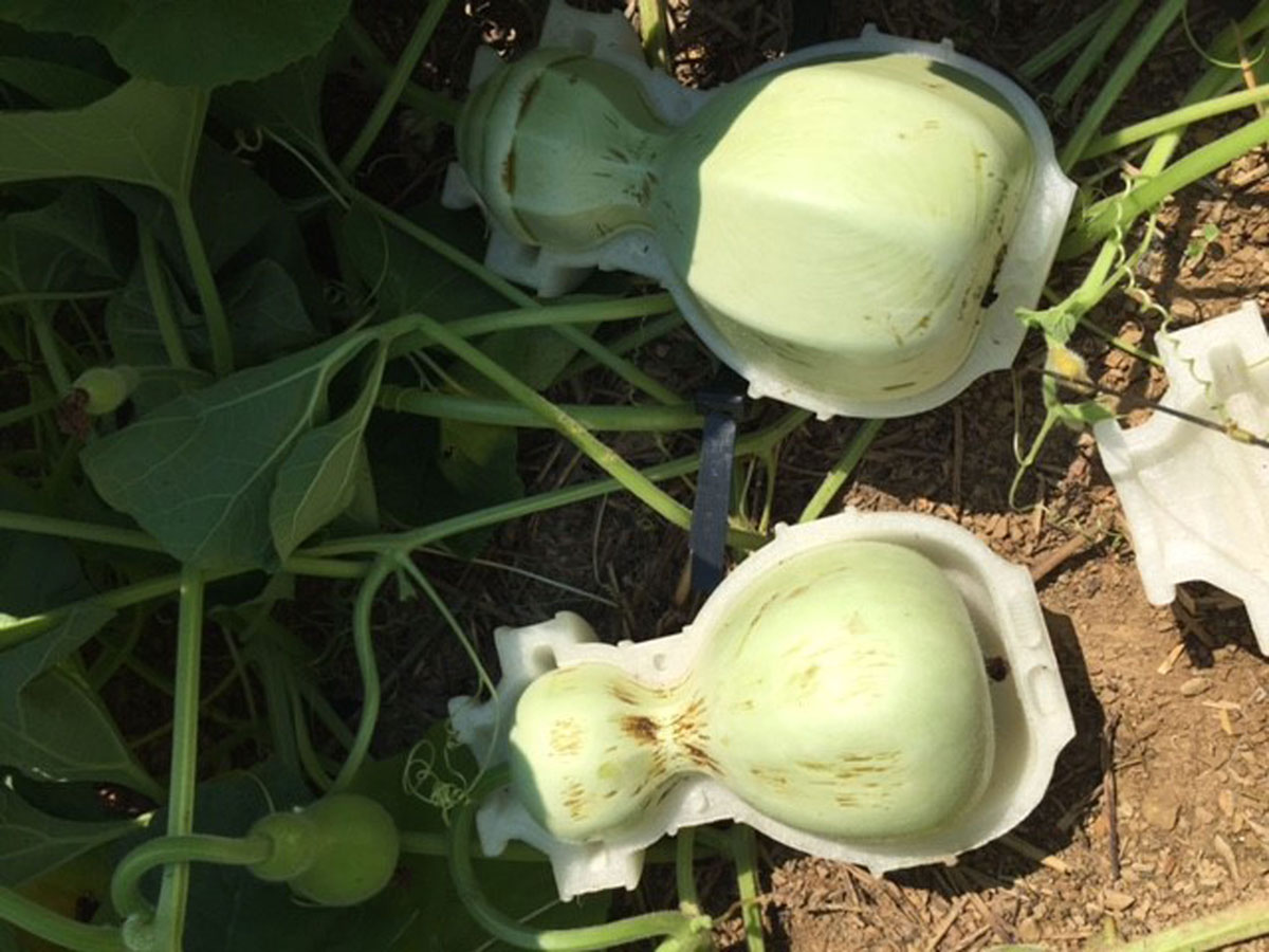 Biodegradable HyO-Cup by Crème — Two biodegradable gourd vessels at different stages of development, grown within white plaster or ceramic molds.