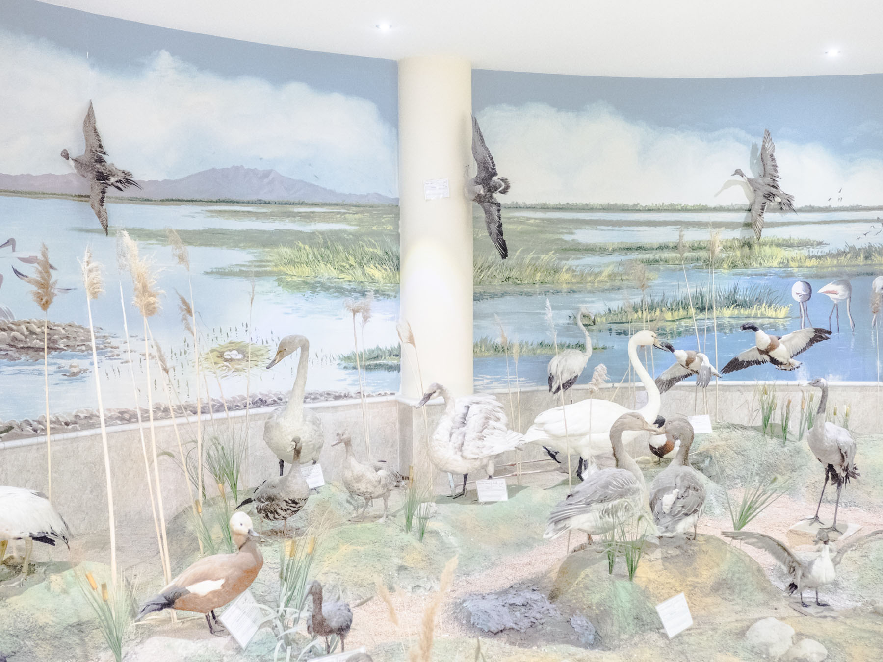 Fading Flamingos by Maximilian Mann — A museum diorama depicting the ecological collapse of Lake Urmia, Iran.