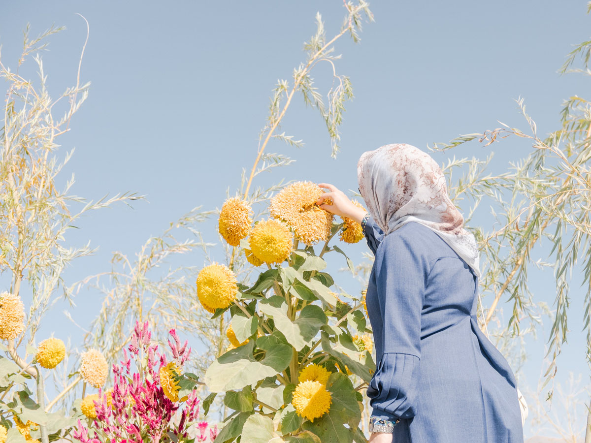 Fading Flamingos by Maximilian Mann — A figure in a blue jacket and white headscarf tends to yellow chrysanthemums in a garden setting, their body angled toward the blooms.
