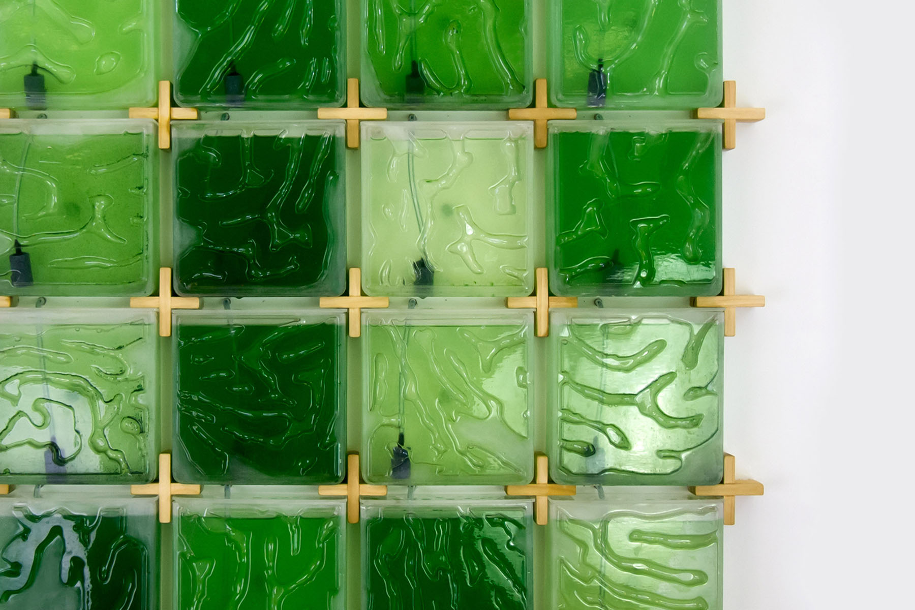 The Coral by Hyunseok An — Wall-mounted bioreactor system displaying four rows of sealed rectangular chambers containing cultured algae at varying concentrations.
