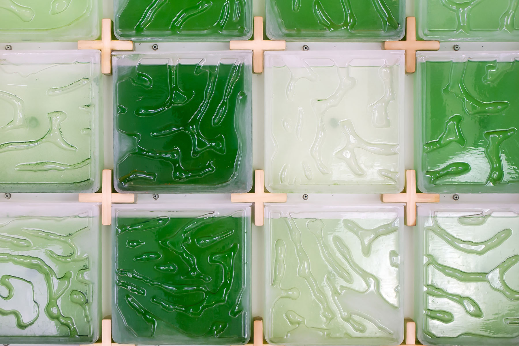 The Coral by Hyunseok An — Wall-mounted bioreactor system displaying five sealed transparent glass chambers arranged in a grid, each containing algae cultivation at varying...