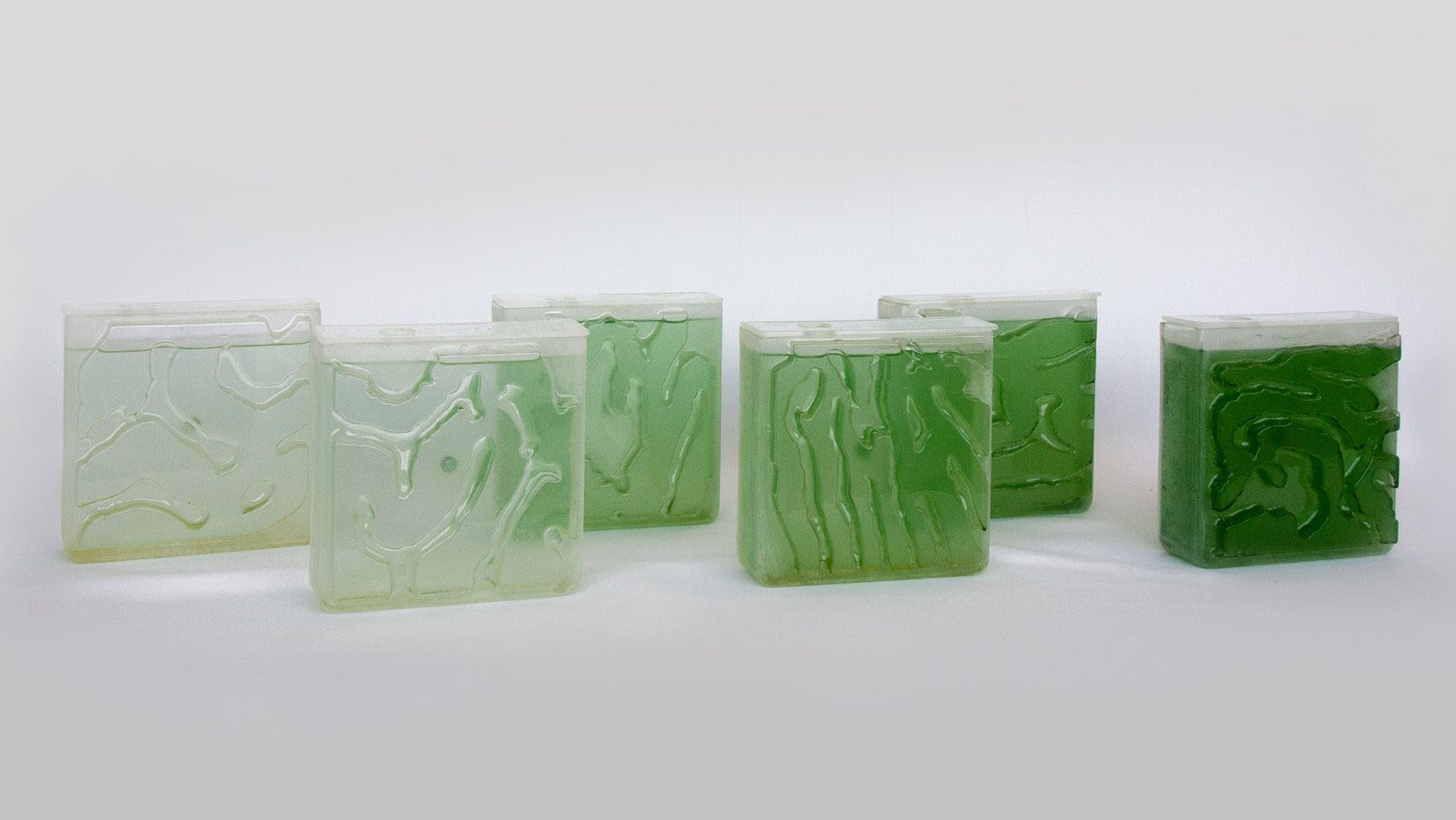 The Coral by Hyunseok An — Five sealed rectangular vessels arranged in a linear progression, each containing algae suspension at varying concentrations.