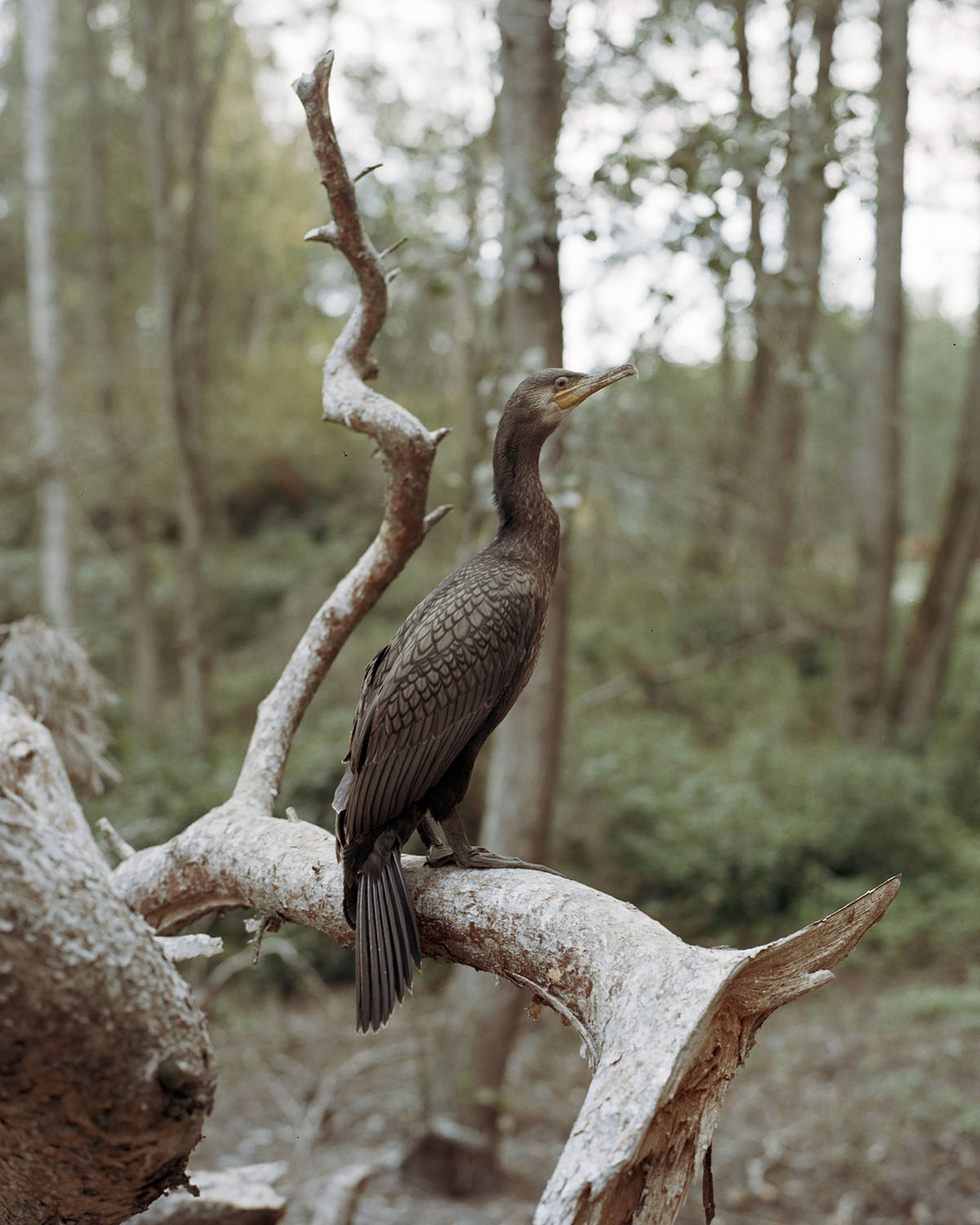 Between Two Shores by Tadas Kazakevicius, landscape, photography, people, nature, russia