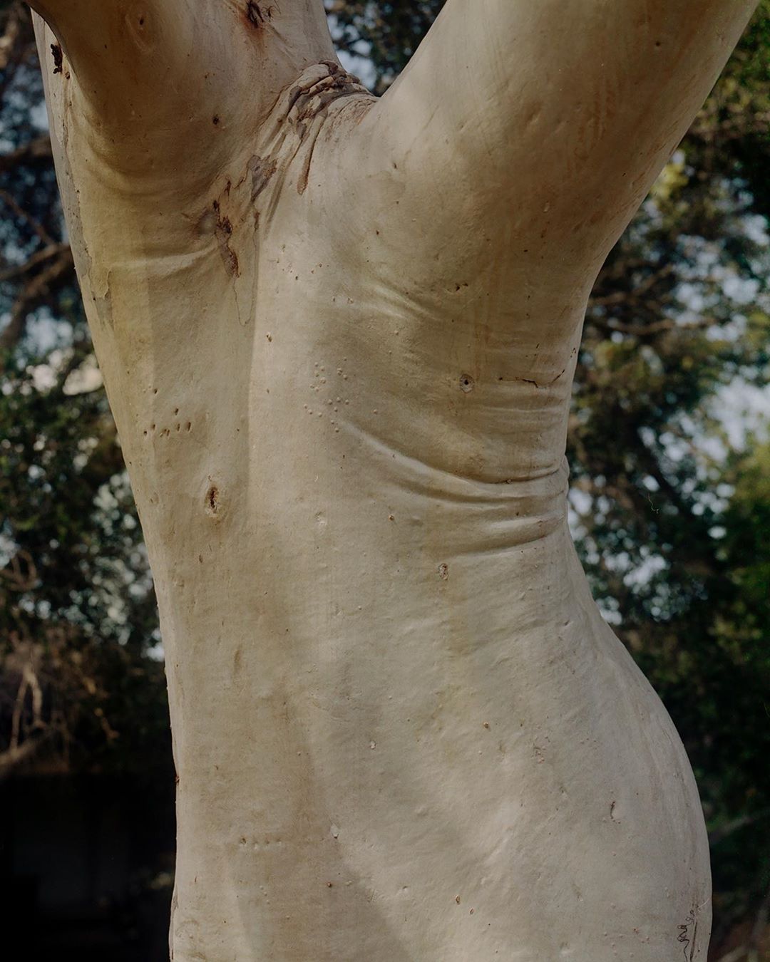 Selected works by András Ladocsi — Close-up photograph of a tree trunk with pale, smooth bark in cream and beige tones.