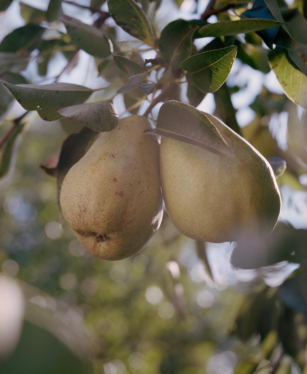 Selected works by András Ladocsi — Two pears hang from a branch in close-up, their skin mottled with brown freckling and subtle gradations from cream to sage.