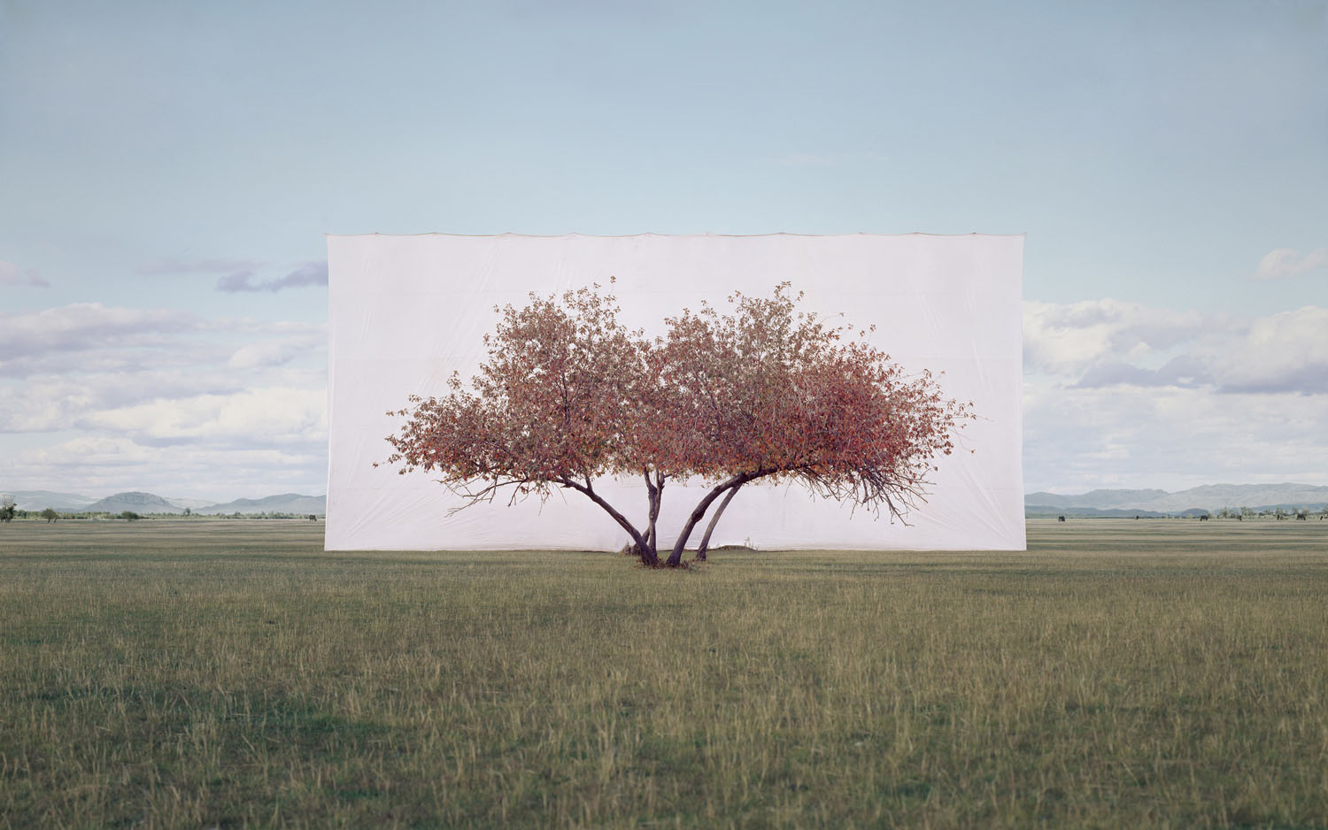 Tree by Myoung Ho Lee, nature, art, minimalism