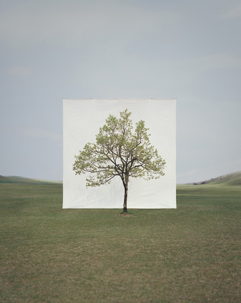 Tree by Myoung Ho Lee, nature, art, minimalism