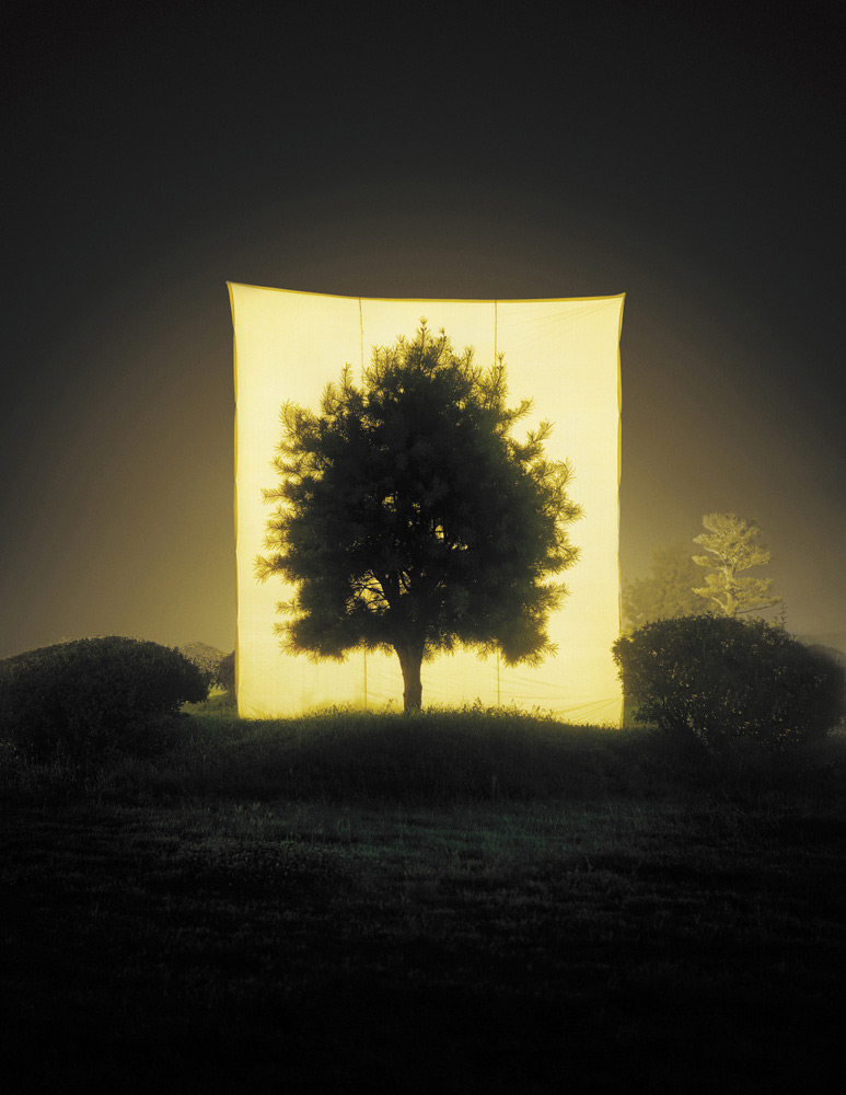 Tree by Myoung Ho Lee, nature, art, minimalism