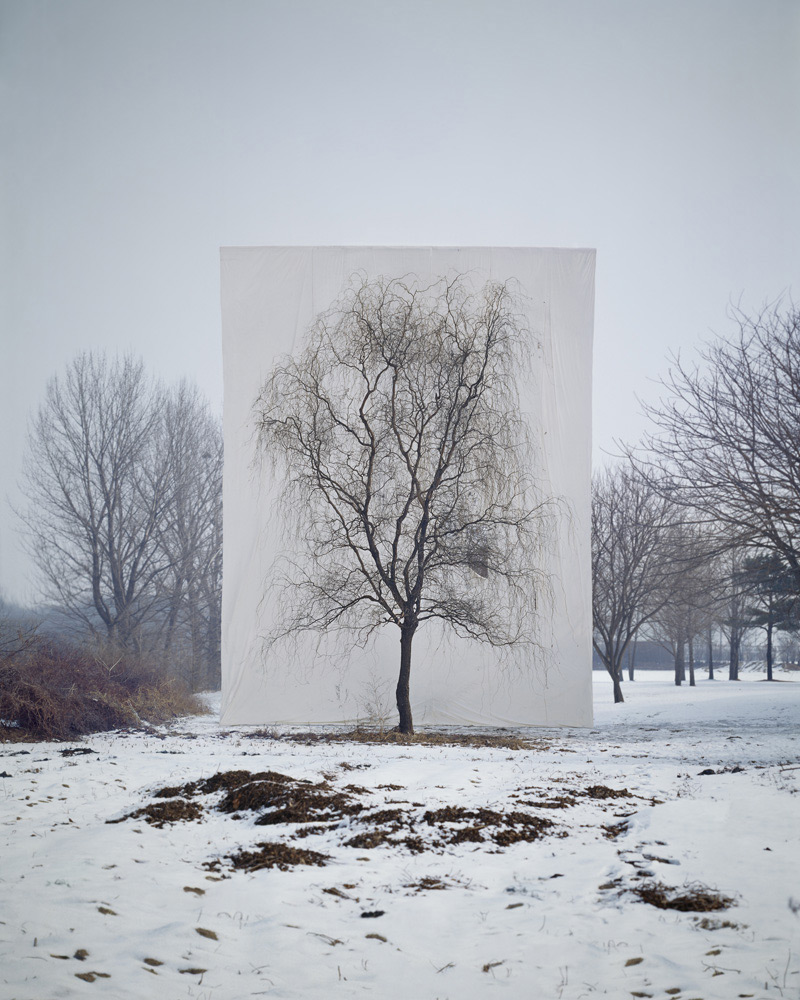 Tree by Myoung Ho Lee, nature, art, minimalism