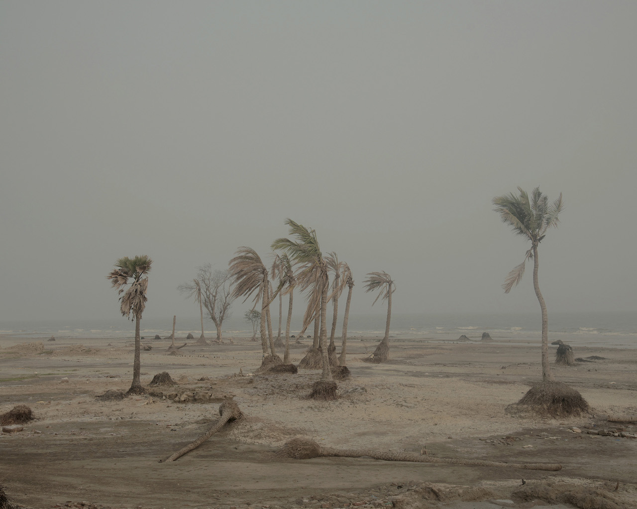 Ebbing away of Identity with the Tides by Sushavan Nandy — Partially submerged palm trees emerge from shallow water and exposed mudflat in the Sundarbans delta landscape.