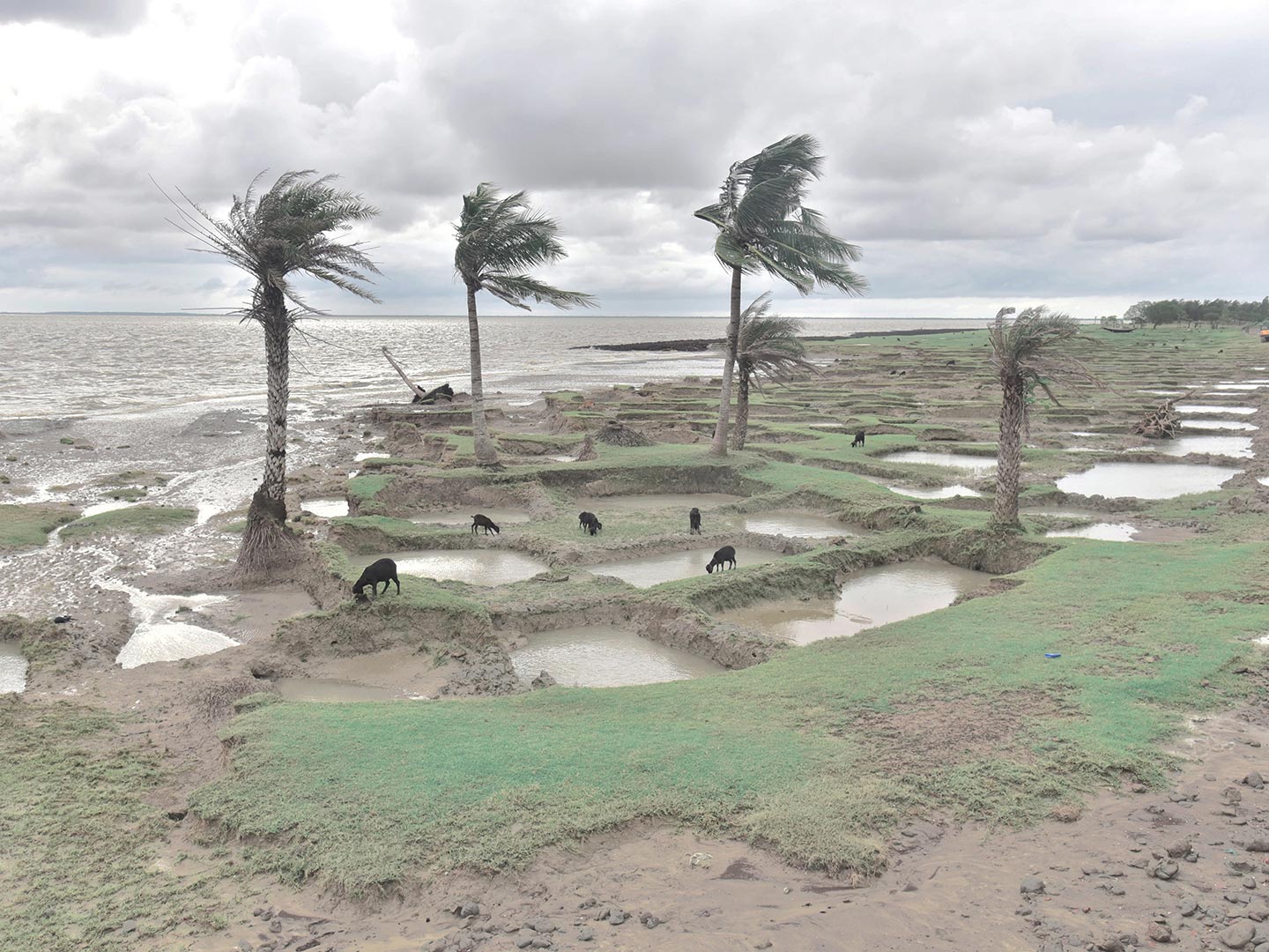 Ebbing away of Identity with the Tides by Sushavan Nandy — Coastal wetland landscape with palm trees bent by wind, their fronds swept horizontally.