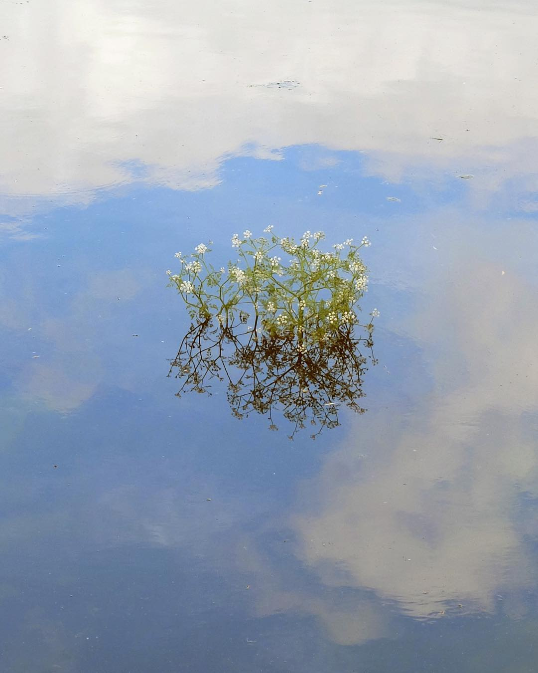 Selected works by Andy Smith — A delicate plant with white flower clusters floats in still water, its brown root system and stem structure visible beneath the surface.