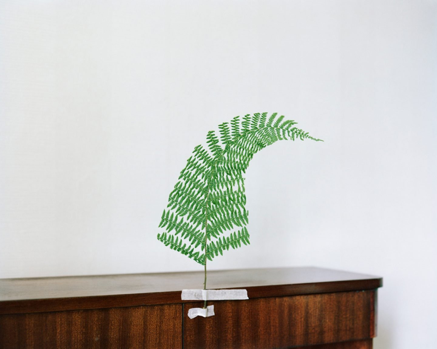 The Circle and the Line by Erik Östensson — A single fern frond rises from a wooden chest positioned against a white wall, its bipinnate leaflets rendered in bright green ink or paint.