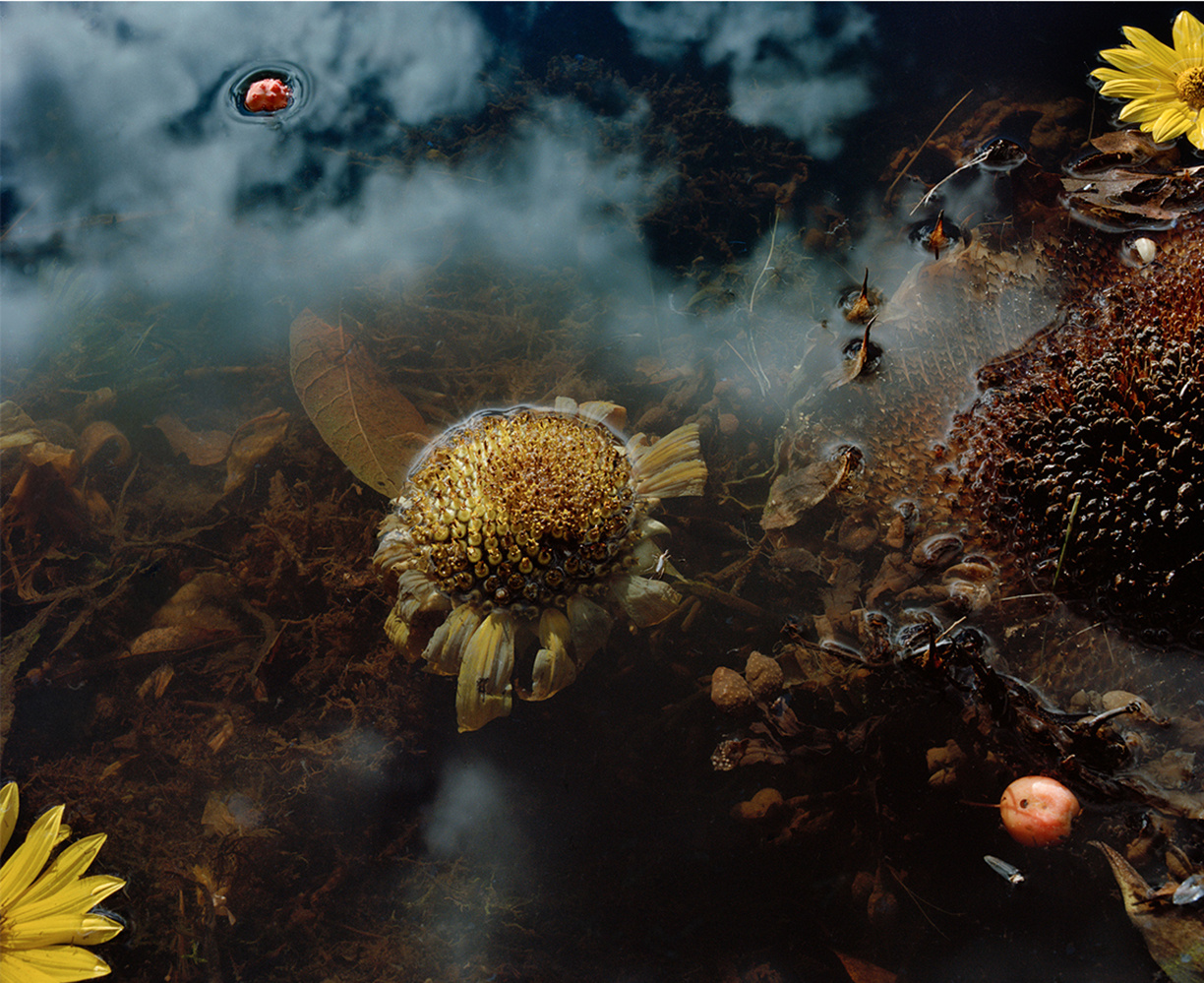 The Appearance of Things by Jocelyn Lee, naturalism, feminism, photography