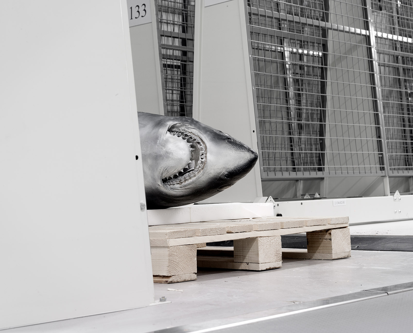 A Moveable Beast by Helge Skodvin — A taxidermied great white shark head is displayed in temporary storage at the University Museum Bergen, mounted on a white panel backed by horizontal wooden...