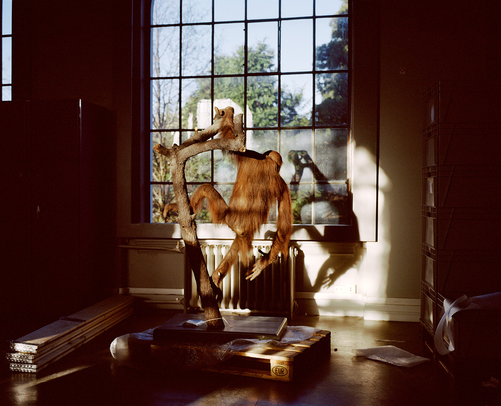 A Moveable Beast by Helge Skodvin — A taxidermied primate specimen mounted on a black platform base positioned in profile against a large gridded window.